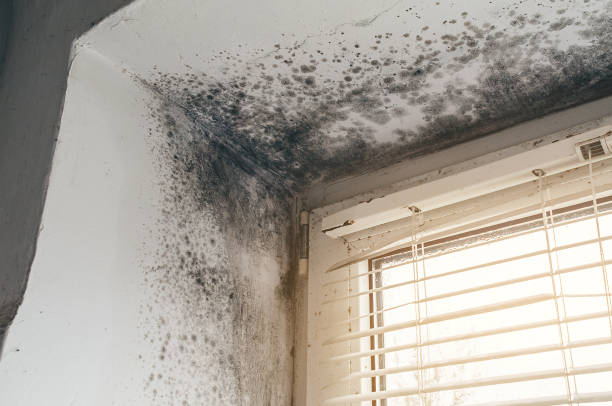 Trusted Black Mold Removal service in Winchester, KY - Cheap Mold Removal
